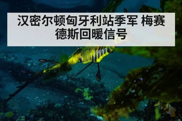 汉密尔顿匈牙利站季军 梅赛德斯回暖信号